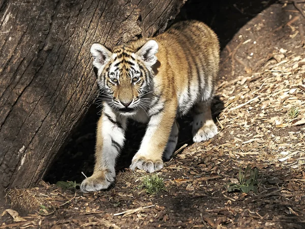 Амурский тигр (Panthera tigris altaica ) — стоковое фото