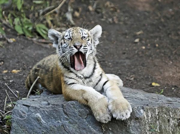 Tygr amur (panthera tigris altaica) — Stock fotografie