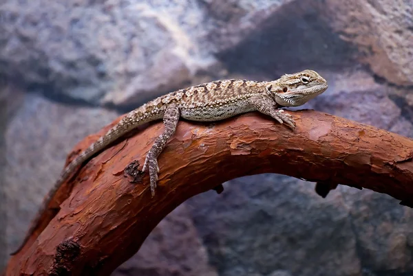 Centrala skäggiga drake (pogona vitticeps) — Stockfoto