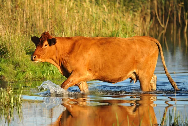 Domestic Cow — Stock Photo, Image