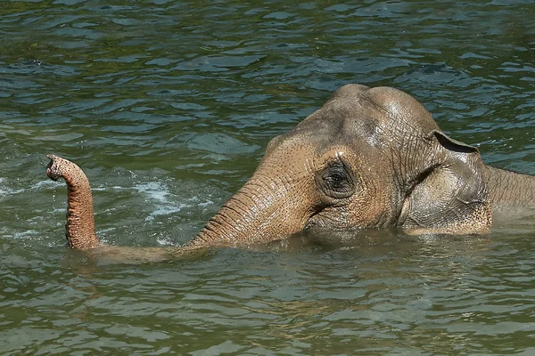Aziatische olifant (Elephas maximus) — Stockfoto