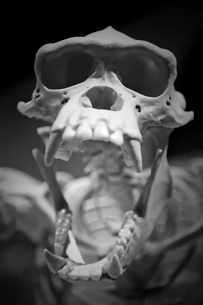 Esqueleto de mono —  Fotos de Stock