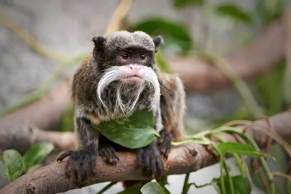 Imperador Tamarin (Saguinus imperator ) — Fotografia de Stock