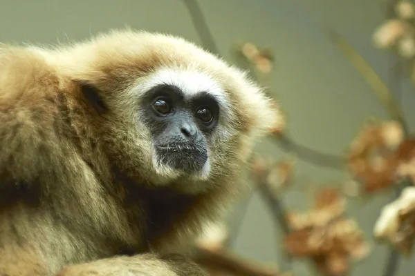 Lar Gibbon (Hylobates lar) ) — стоковое фото