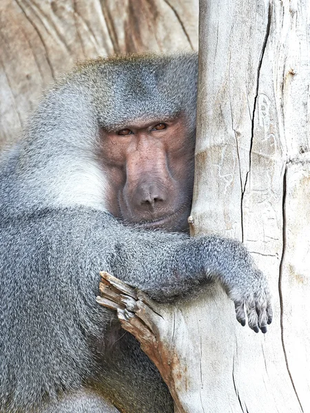 Hamadryas Baboon (Papio hamadryas) — Stock Photo, Image