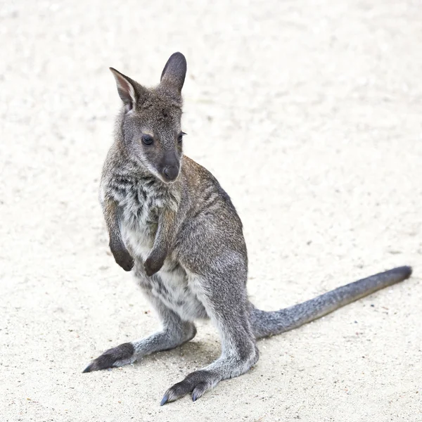 Bambú de cuello rojo (Macropus rufogriseus) — Foto de Stock