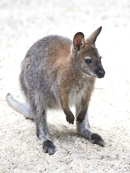 Vörös nyakú wallaby (Macropus rufogriseus) — Stock Fotó