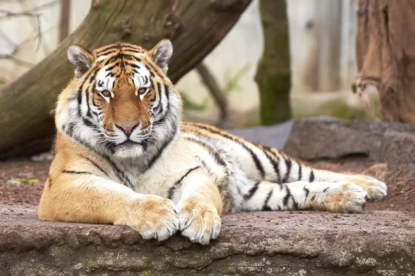 Amur tiger (panthera tigris altaica)) — Stockfoto
