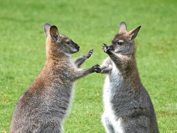 Red-necked Wallaby (Macropus rufogriseus) — Stock Photo, Image