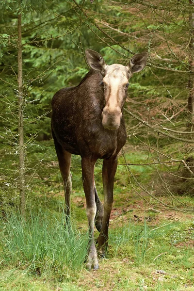 Eurasian Elk (Alces alces) — Stock Photo, Image