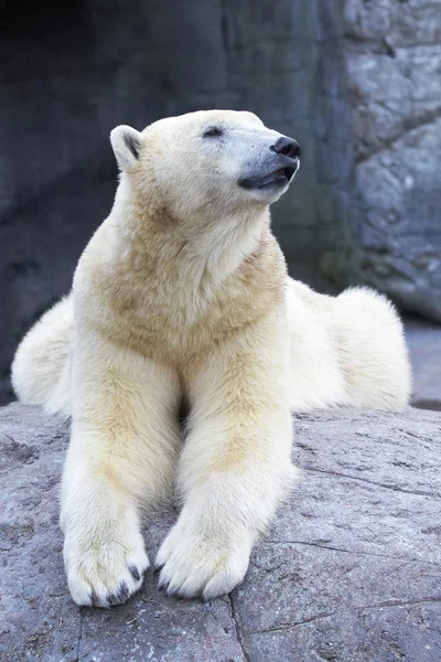 Oso polar (ursus maritimus) — Foto de Stock