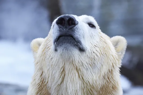 Urso polar (ursus maritimus) — Fotografia de Stock