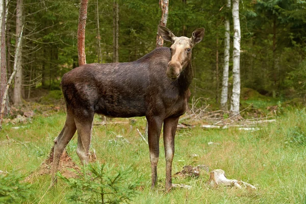 Euroasijských elk (oddělení oddělení) — Stock fotografie