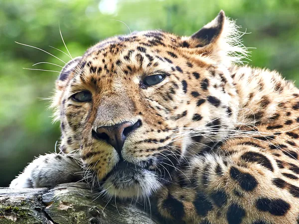 Amur leoparı (Panthera pardus orientalis)