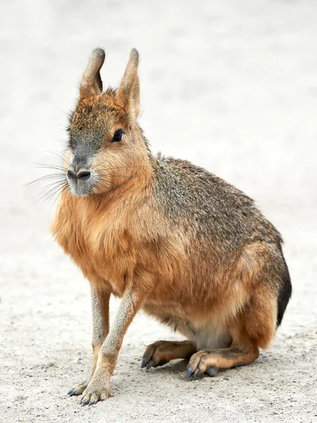 Patagonian Mara (dolichotis patagonum) — Stock Photo, Image