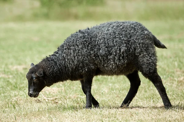 黑羊 — 图库照片