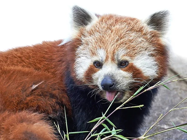 Röd Panda (Ailurus fulgens) — Stockfoto