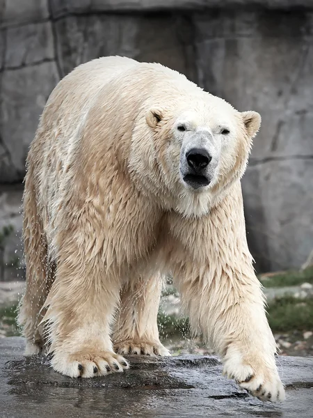 Lední medvěd (ursus maritimus) — Stock fotografie