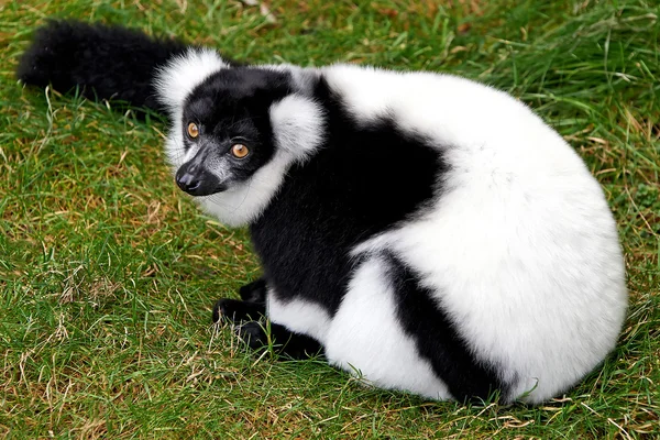 Svart och vit ruffad lemur (Varecia variegata) — Stockfoto