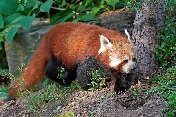 Röd Panda (Ailurus fulgens) — Stockfoto