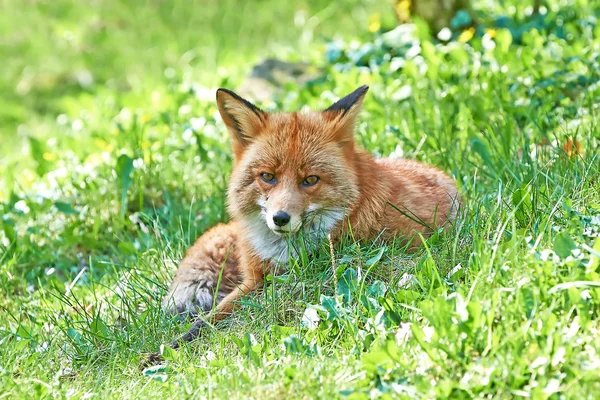 Rode vos (Vulpes vulpes)) — Stockfoto