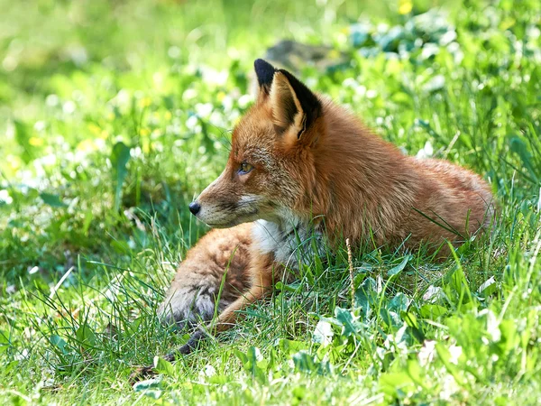 Красная лиса (Vulpes vulpes) — стоковое фото