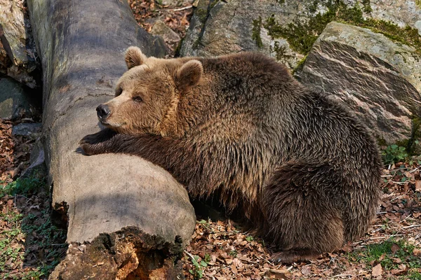Medvěd hnědý (Ursus arctos) — Stock fotografie