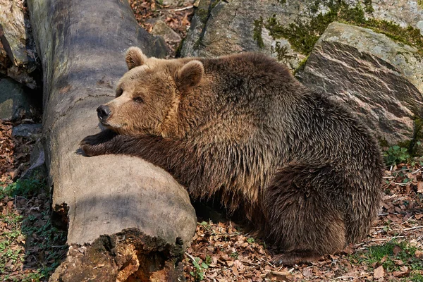 Niedźwiedź brązowy (Ursus arctos) — Zdjęcie stockowe