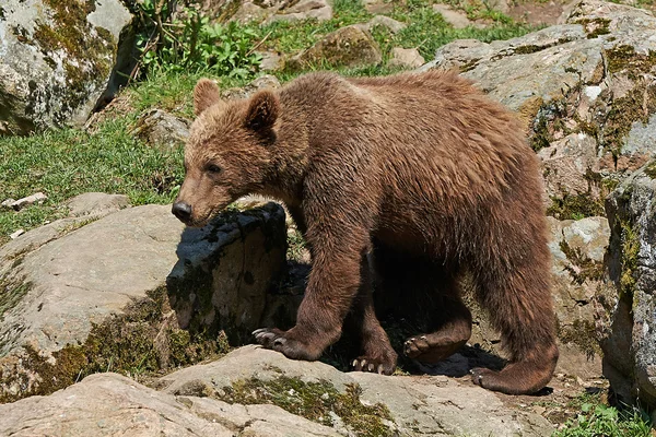 褐色熊（Ursus arctos）) — ストック写真