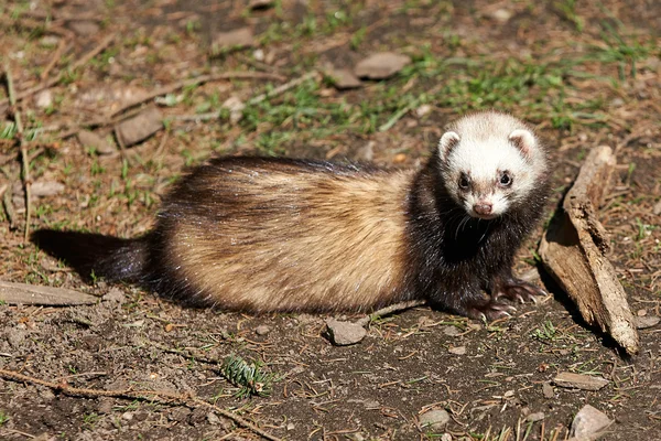 Tchórz zwyczajny (mustela putorius) — Zdjęcie stockowe