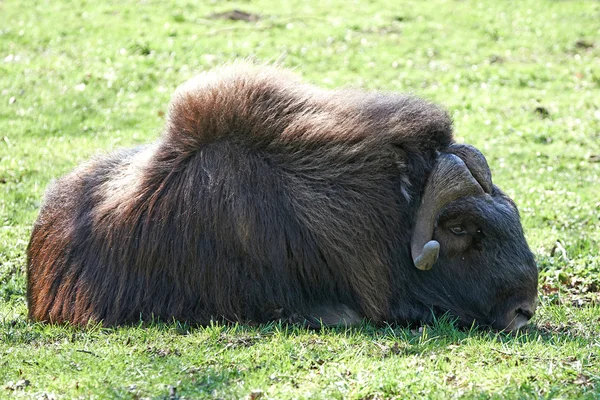 Muskox (ovibos moschatus) — 스톡 사진