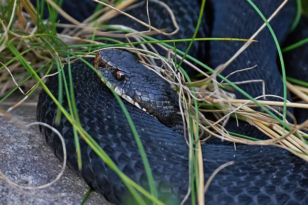 Common European Adder (vipera berus) — Stock Photo, Image