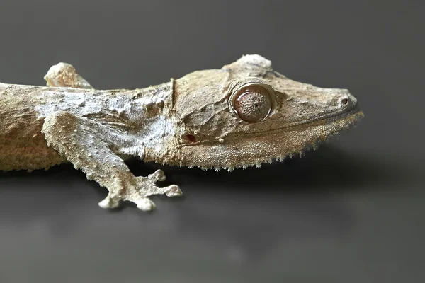 Henkels Leaf-tailed Gecko (Uroplatus henkeli)