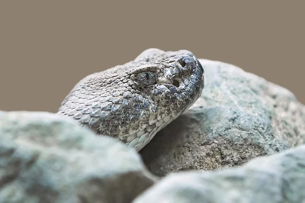 Mitchells rattlesnake (crotalus mitchelli) ) — стоковое фото