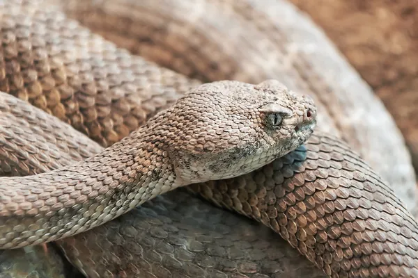 Mitchell'ler çıngıraklı yılan (crotalus mitchellii) — Stok fotoğraf