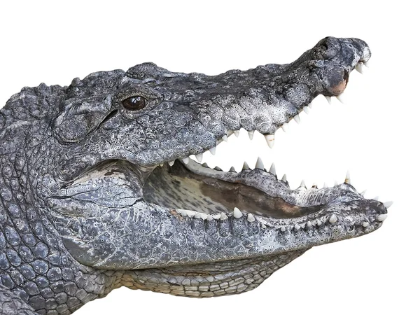 Västafrikanska krokodil (crocodylus suchus) — Stockfoto
