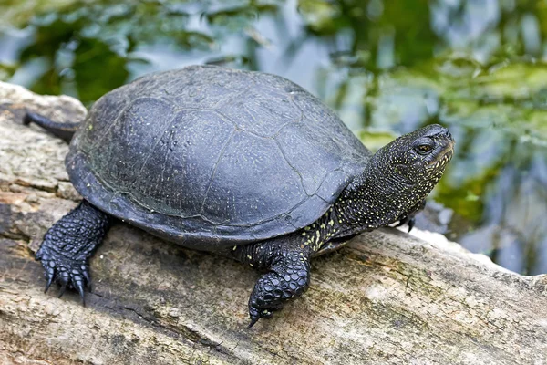 Європейська стадна черепаха (Emys orbicularis).) — стокове фото