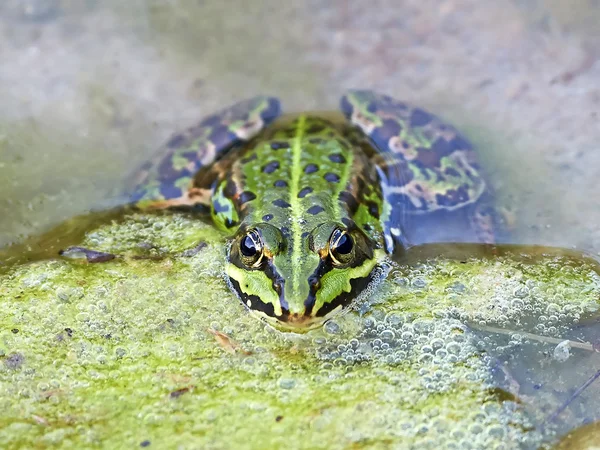 Edible frog (Pelophylax kl. 에스 쿨렌 투스) — 스톡 사진