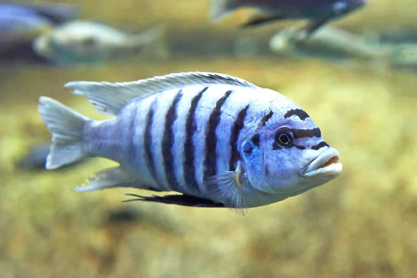 Zebra mbuna (maylandia zebra) — Stok fotoğraf