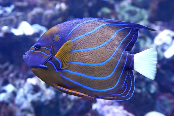Ангел bluering (чорна риба-янгол annularis) — стокове фото
