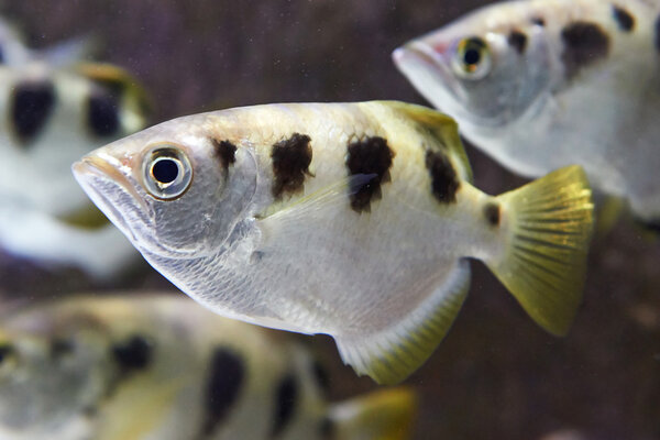 Banded Archerfish (Toxotes Jaculatrix)