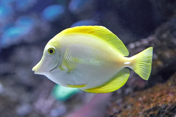 Yellow Tang (Zebrasoma flavescens) — Stock Photo, Image