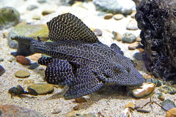 Leopardo Pleco (Glyptoperichthys gibbiceps ) — Foto de Stock