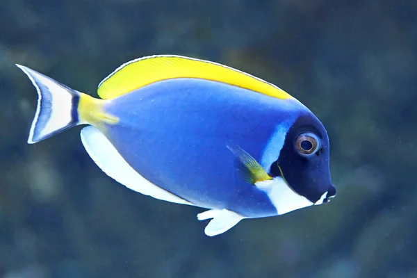 파우더 블루 surgeonfish (acanthurus leucosternon) — 스톡 사진