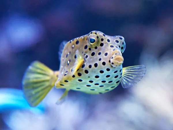 Yellow Boxfish (Ostracion cubicus) — Stock Photo, Image