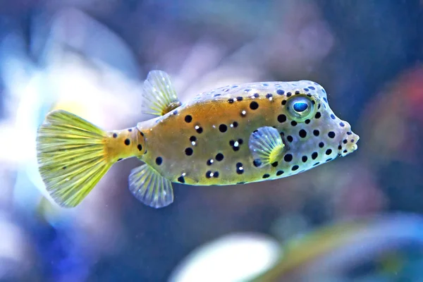 Sarı Boxfish (Ostracion cubicus) — Stok fotoğraf