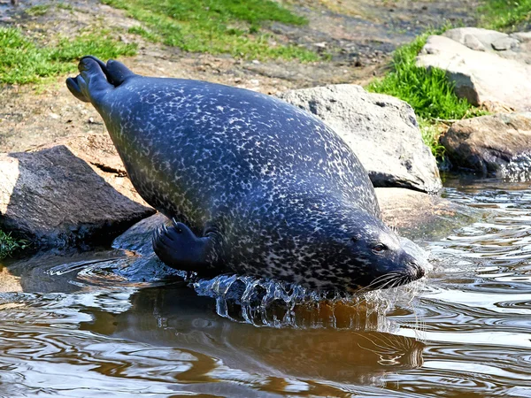 Hafenrobbe (Phoca vitulina)) — Stockfoto