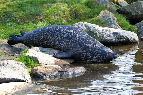 Harbor seal (Phoca vitulina) — Stock Photo, Image