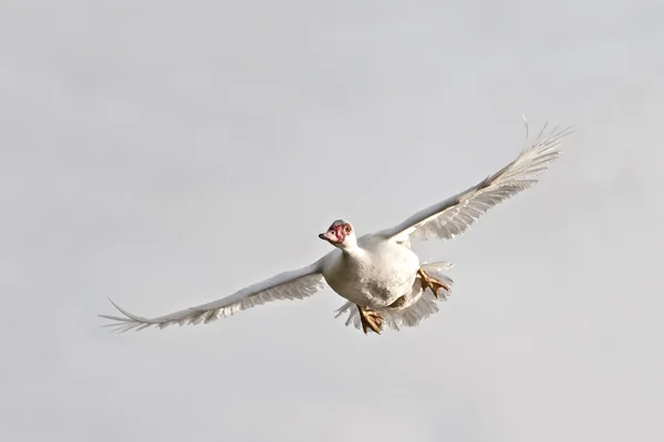Muscovy Duck (Cairina moschata) — Stock Image Muscovy Duck (Cairina moschata) Stock Image