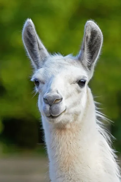 Llama Stock Photos, Royalty Free Llama Images | Depositphotos Llama Stock Photos, Royalty Free Llama Images | Depositphotos